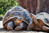Galápagos-Riesenschildkröten Gigantische Lebensweise und das tragische Erbe vom einsamen George
